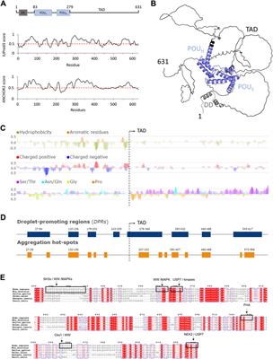 Structural properties of the HNF-1A transactivation domain